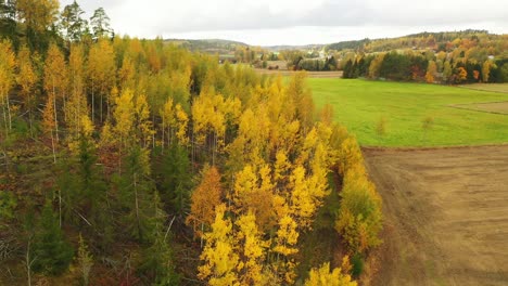 Aerial-panning-view-of-forest-on-a-hill-side-with-vibrant-Autumn-coloured-birch-trees-and-green-and-brown-fields-on-a-overcast-day