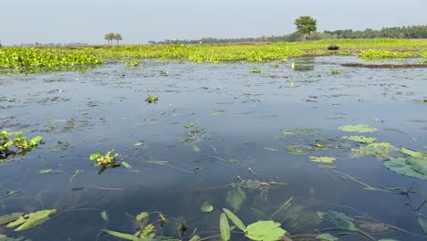 POV-footage-of-small-wooden-boat-slowly-cruising-around-the-marshland-on-a-beautiful-sunny-summer's-day-in-bortirbil,west-Bengal