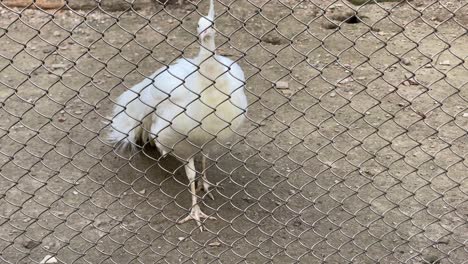 Close-up-shot-of-the-beautiful-white-peacock-standing-on-the-ground-looking-here-and-there-inside-the-zoo