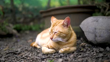 Beautiful-cat-sitting-down-relaxing