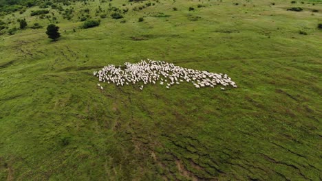Aerial-view-of-a-herd-of-sheep-on-a-green-hillside