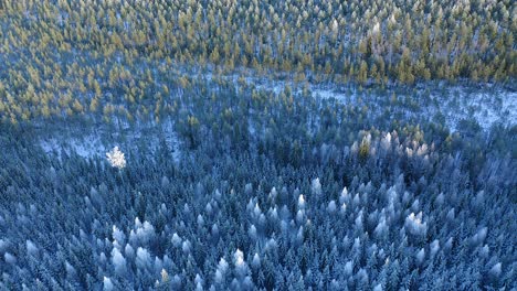 Forward-moving-aerial-over-winter-forest-scene-with-frozen-white-trees