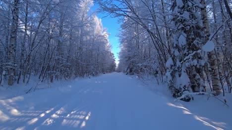 Point-of-view-walking-on-snow-covered-forest-road,-with-beautiful-snow-covered-trees-on-both-sides,-clear-blu-sky