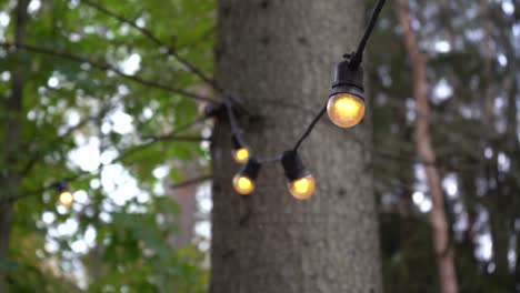 String-Lights-in-the-forest