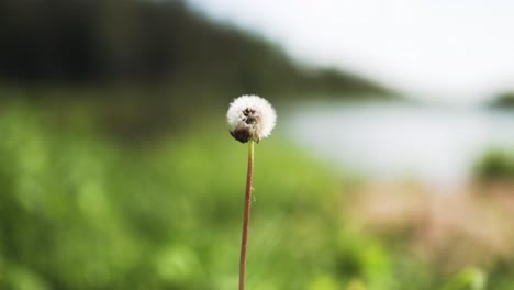 Dandelion-by-the-river.-Lavia,-Gaujmale.-26.07.2021