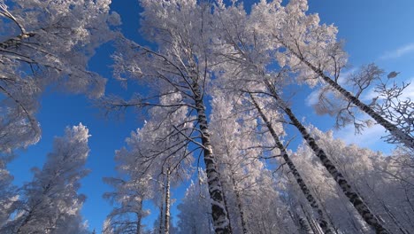 Point-of-view-walking-an-looking-up-at-the-beautiful-snow-covered-tree-tops-against-the-blue-sky,-winter-travel-hiking,-walking-in-forest