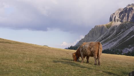 Jak---Vaca-Pastando-En-Los-Hermosos-Alpes-De-Italia-En-Medio-De-Las-Montañas-Filmada-En-4k