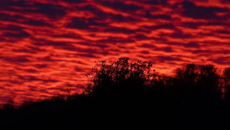 Handheld-shot-of-silhouetted-trees-in-front-of-fast-moving-burning-red-stratocumulus-clouds-at-sunset