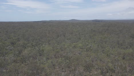 Bosque-De-Vegetación-Elevada-En-La-Orilla-Del-Río-Boyne-En-El-Campo-De-Benaraby,-Extremo-Norte-De-Queensland,-Australia