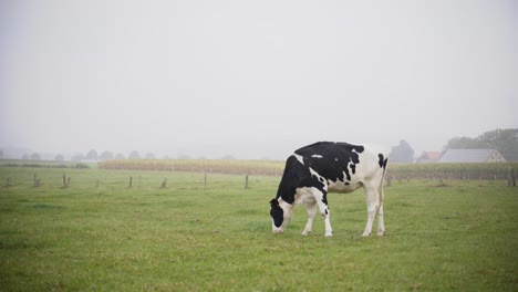 Vacas-En-Un-Campo-Comiendo-Hierba-En-Baja-Sajonia,-Alemania