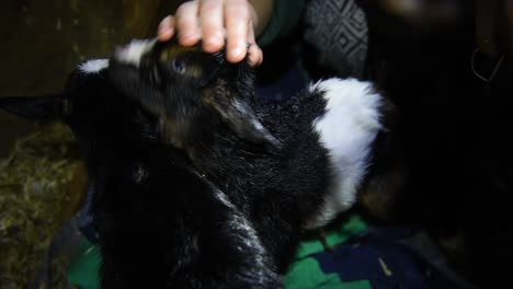 Two-people-petting-a-newborn-baby-goat-that-has-blue-eyes-and-then-is-cleaned-by-his-mother