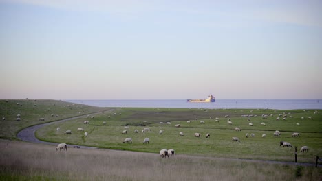 Beautiful-sunny-field-with-sheeps-in-front-of-the-northsea,-where-a-boat-or-freighter-is-traveling