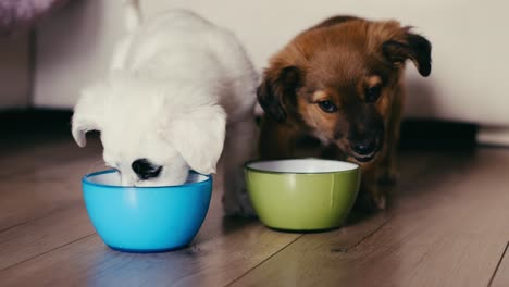 Fütterung-Hungriger-Hunde