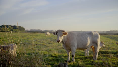 Vacas-En-Un-Campo-Comiendo-Hierba-Y-Paseando-En-Baja-Sajonia,-Alemania