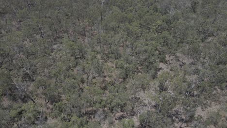 Bosque-árido-En-Verano-Cerca-Del-Río-Boyne-En-La-Ciudad-De-Benaraby,-Extremo-Norte-De-Queensland,-Australia