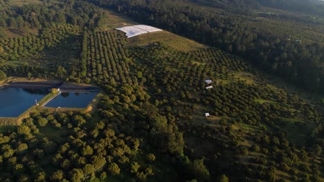 Scenic-Aerial-view-of-large-Hass-avocado-ranch-located-in-Michoacán-Mexico