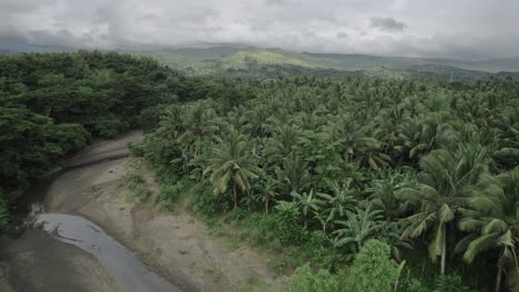Palmen-Dschungel-Natur-Landschaft-Luftaufnahme-Auf-Den-Philippinen