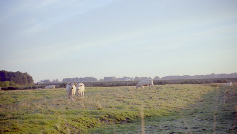 Vacas-Blancas-En-Un-Campo-Comiendo-Hierba-En-Baja-Sajonia,-Alemania