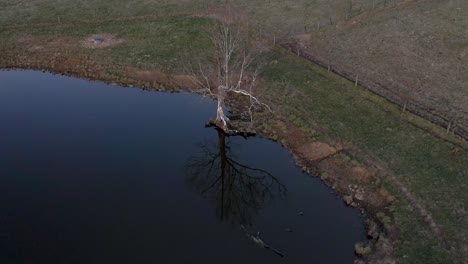 Aerial-trucking-pan-of-a-leafless-tree-growing-by-the-water's-edge-of-a-reflective-pond-at-sunset,-sunrise-with-a-clearly-visible-reflection