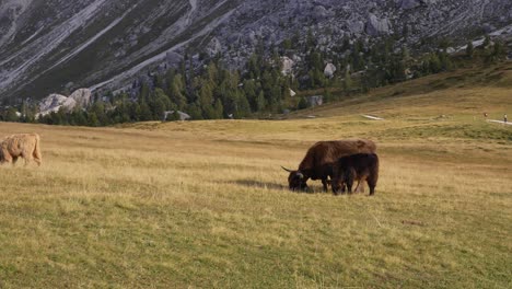 Jak---Cow-grazing-in-the-beautiful-alps-of-Italy-in-the-middle-of-the-mountains-filmed-in-4k