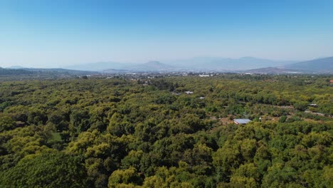 Aufsteigende-Luftaufnahme-Von-Blühenden-Grünen-Hass-Avocadobäumen,-Die-Berge-Und-Kleine-Pueblo-In-Mexiko-Michoacán-Enthüllen