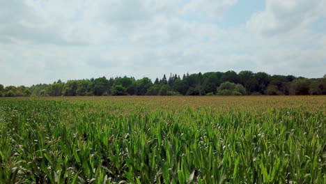 Corn-field-foreground-moving-drone-footage-with-forest-and-cloudy-sky-in-background-4K