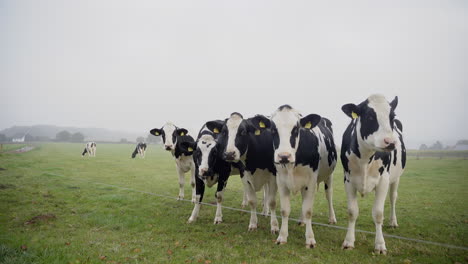 Muchas-Vacas-Paradas-Una-Al-Lado-De-La-Otra-En-Un-Campo-Comiendo-Hierba-En-Baja-Sajonia,-Alemania