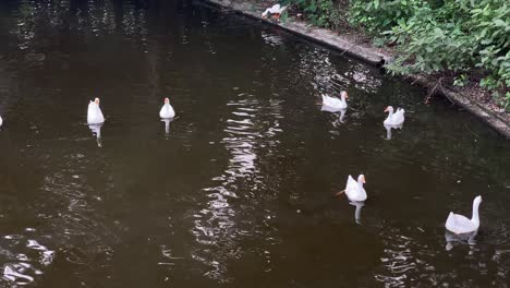 Schöne-Weiße-Und-Schwarze-Indische-Enten-Ruhen-Und-Bewegen-Sich-In-Einem-See-Und-Menschen-Spiegeln-Sich-Im-Wasser-In-Kolkata,-Westbengalen,-Indien