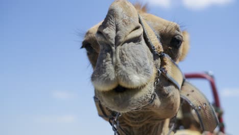 close-up-shot-of-a-camel's-mouth-and-head