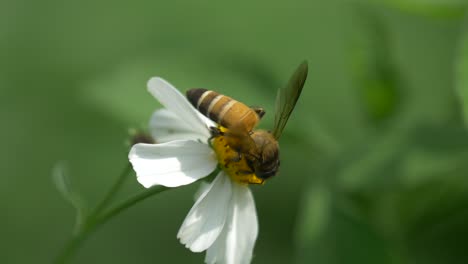 Biene-Ruht-Auf-Kleiner-Weißer-Blume-In-Der-Natur
