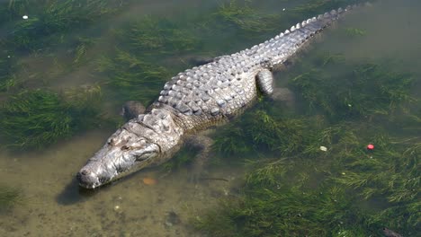 A-crocodile-standing-in-a-water-not-deep-waiting-to-eat,-Veracruz,-Tampico