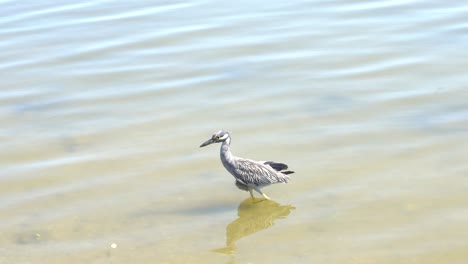A-birds-walking-in-the-water-in-the-national-park-of-Tampico,-Veracruz,-Mexico