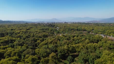 Aerial-ascending-pan-rising-over-flourishing-green-and-yellow-Hass-avocado-trees-with-a-mountain-view-and-small-town-in-Mexico-Michoacán
