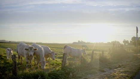Vacas-En-Un-Campo-Comiendo-Hierba-En-Un-Hermoso-Paisaje-En-Baja-Sajonia,-Alemania