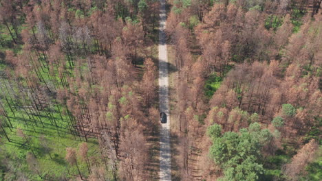 Car-chase-at-Chernobyl-exclusion-zone-from-directly-above