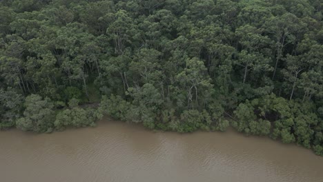 Flying-Towards-Dense-Mangroves-Growing-On-Tallebudgera-Creek-In-South-East-Queensland,-Australia