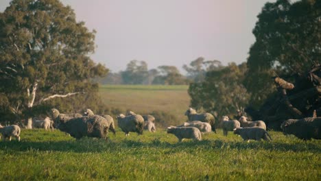 Purebred-Corriedale-Sheep-herd-and-its-lamb-offspring-grazing-in-green-pasture-lands,-Australian-countryside