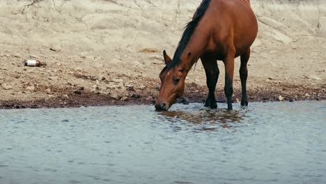 Brown-wild-horse-drinking-from-a-water-pond