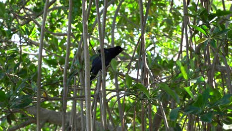 A-rare-species-of-black-birds-signing-while-standing-on-a-tree-in-the-national-park-in-Mexico
