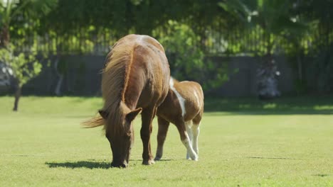 Pony-Horse-Eats-Grass-In-The-Meadow