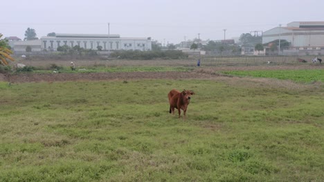 Vaca-Drone-En-Campos-Por-Antena-De-La-Ciudad-De-Vietnam