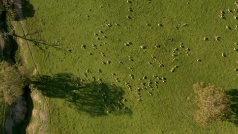 vertical-Bird's-eye-shot-of-large-sheep-herd-in-wide-green-grazing-land