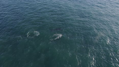 Buckelwale,-Die-Im-Sonnenbeschienenen-Ozean-Schwimmen-Und-Wasser-Blasen