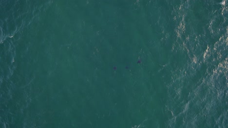 Vista-Panorámica-Del-Pacífico-Océano-Azul-Con-Delfines-Nariz-De-Botella-Nadando-En-Verano