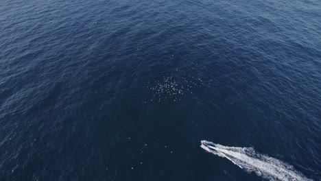 Ein-Vogelschwarm-Fliegt-über-Das-Schnellboot-Und-Hinterlässt-Eine-Spur-Im-Blauen-Meer