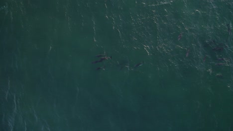 Vista-Aérea-De-Un-Grupo-De-Delfines-Mulares-Comunes-Nadando-Juntos-En-El-Mar-Azul