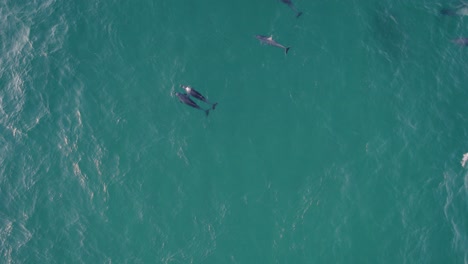 Turquoise-Water-Of-The-Tasman-Sea-With-A-Pod-Of-Bottlenose-Dolphins---aerial-drone-shot