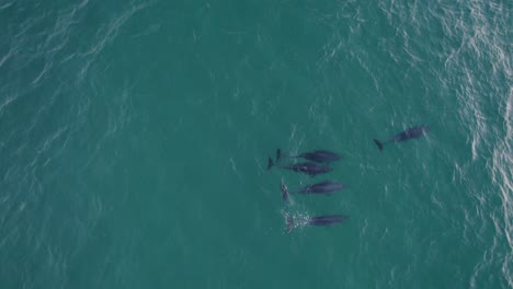 Top-down-View-Of-Bottlenose-Dolphins-In-The-Tasman-Sea---drone-shot