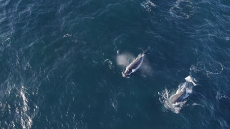 Ballenas-Jorobadas-Nadando-En-El-Océano-Para-Cazar-Comida---Megaptera-Novaeangliae