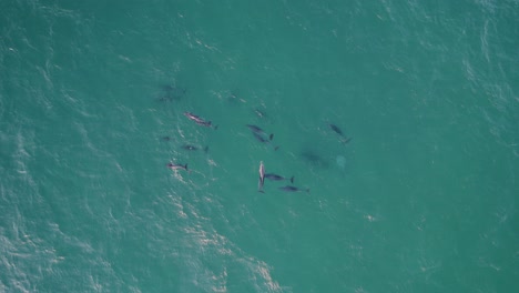 Pod-Of-Bottlenose-Dolphins-Swimming-In-The-Turquoise-Water-Of-The-Tasman-Sea---aerial-drone-shot